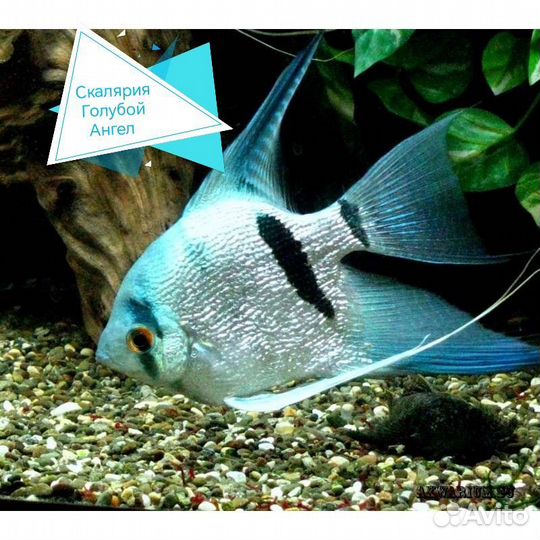 Аквариумные рыбки