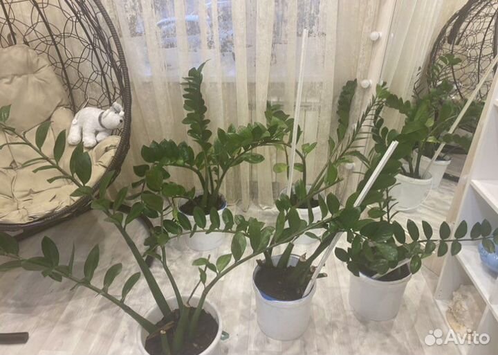 Замиокулькас