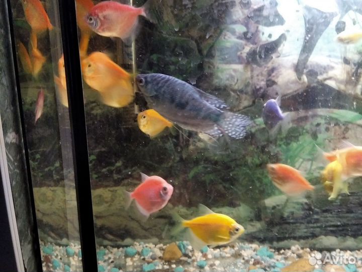 Рыба в аквариум