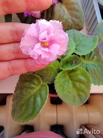 Укорененные листики фиалок