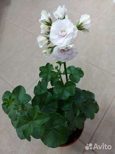 Пеларгония плющелистная ампельная