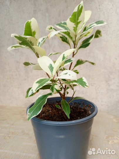 Фикус микрокарпа Альба