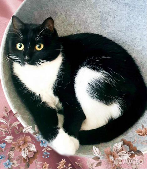 Кошка стерилизованная с паспортом