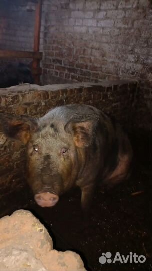 Свиноматка