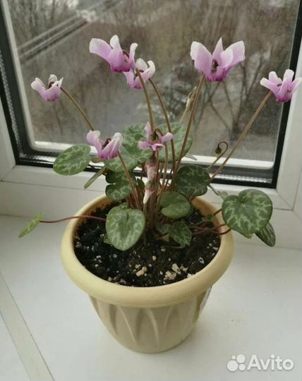 Альпийская фиалка (цикломен)