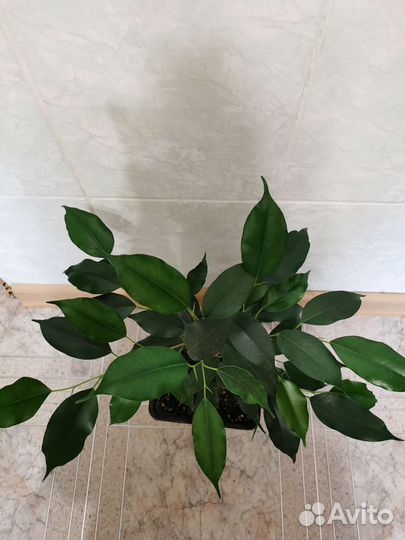 Фикус Бенджамина Даниэль