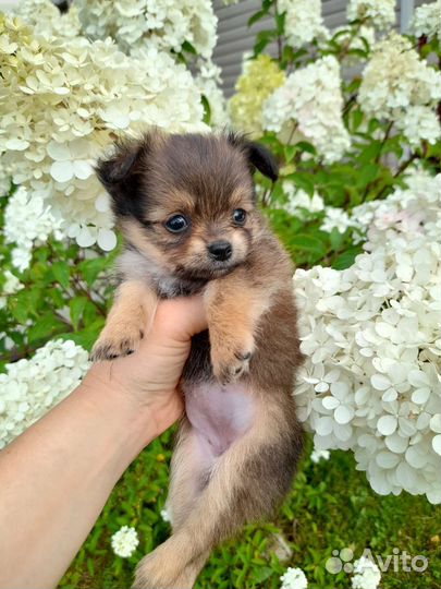 Чихуахуа и шпиц