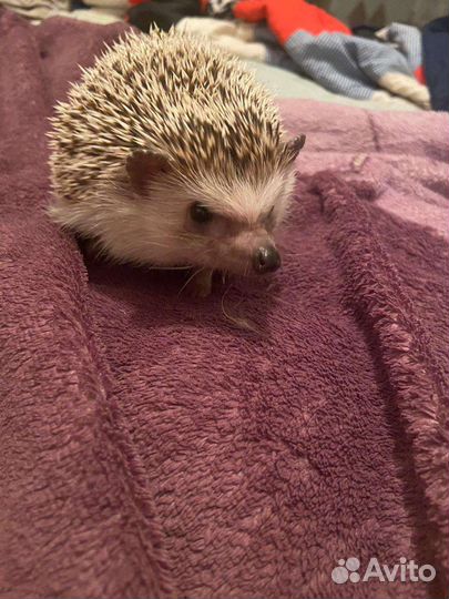 Африканский ежик