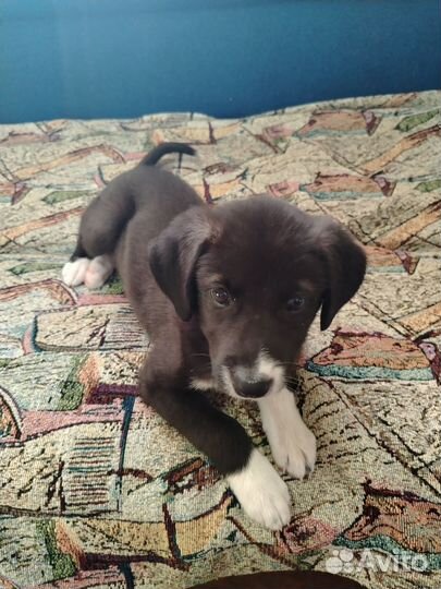 Щенок в добрые руки