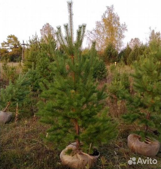 Сосны саженцы обыкновенные