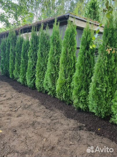 Туя смарагд экстра