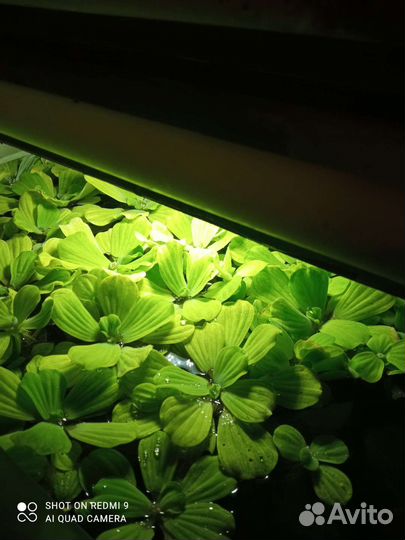 Аквариумные растения
