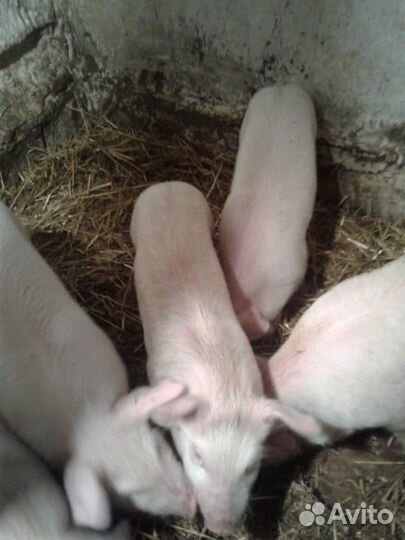 Поросята