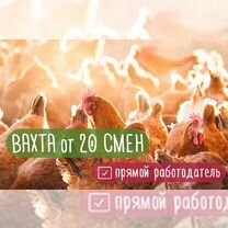 Вахта 20 смен Проживание+питание Рабочий