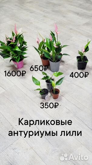 Антуриум лили розовый