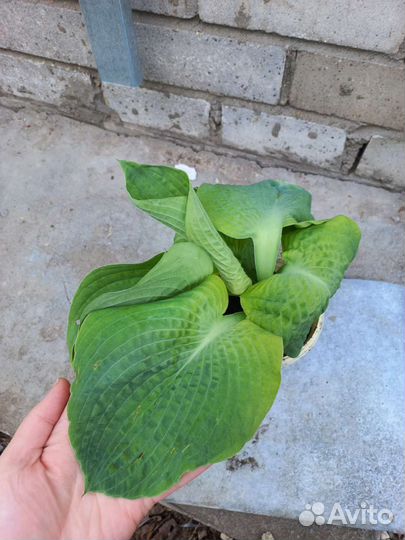 Хоста растение