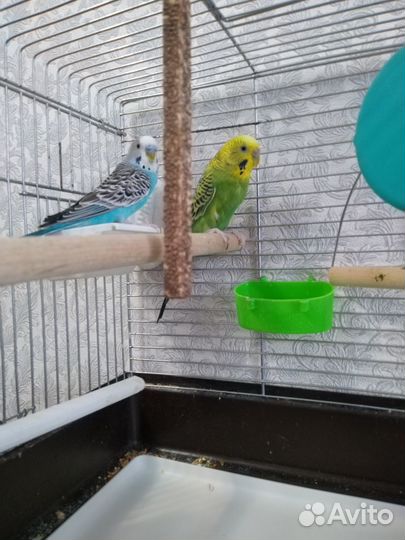 Волнистый попугай с клеткой