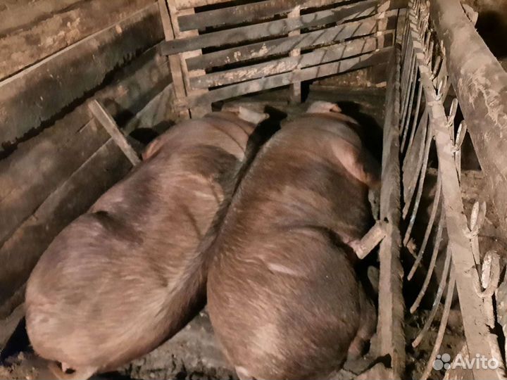 Поросята, подсвинки, свиноматки породы Дюрок