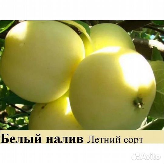 Яблоня Белый налив