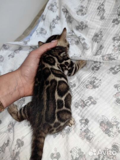 Бенгальская