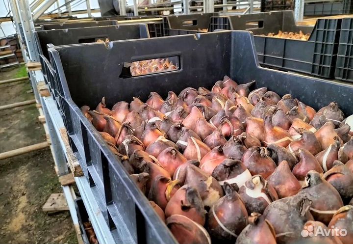 Луковицы тюльпанов. Тюльпаны для выгонки - лучшие