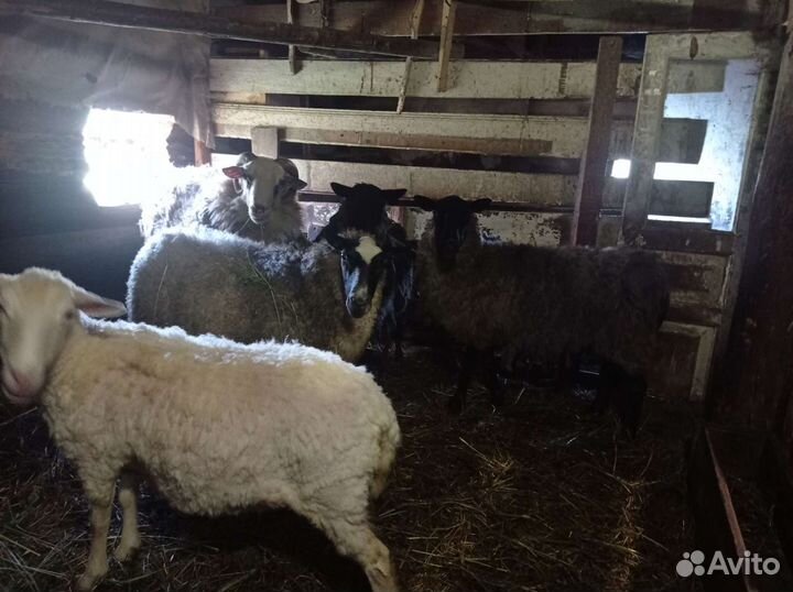 Овцы бараны