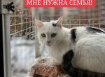 Кошка Виточка, 1г., привита, стерилиз, белый окрас