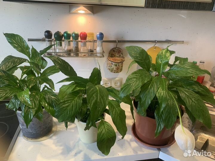 Спатифиллум