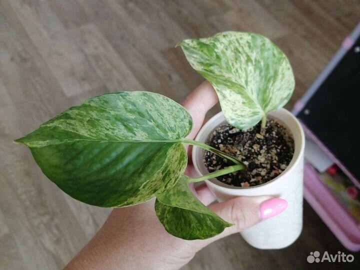 Сциндапсус, эпипремнум, филодендрон