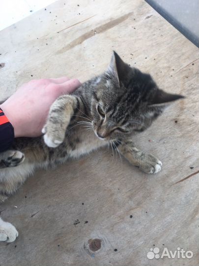 Уличный кот