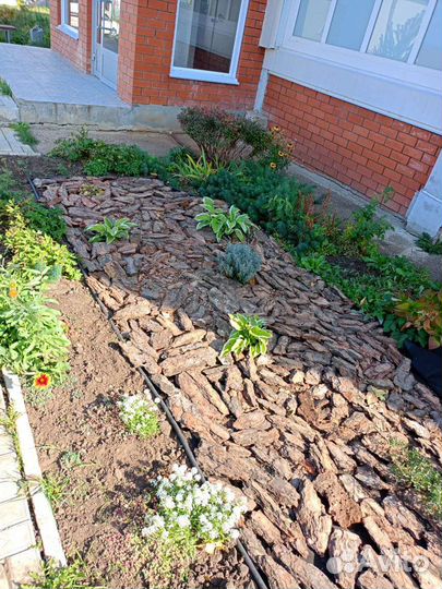 Кора сосновая