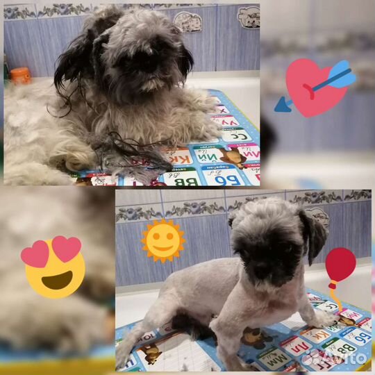 Стрижка кошек и собак