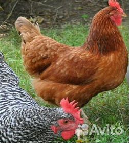 Цыплята бройлер.Куры-несушки.Мулард.Петух.Утята