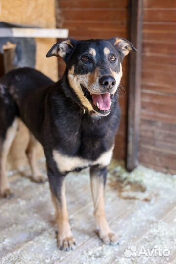 Лекс приходи в приют за другом