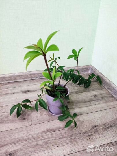 Пеперомия: туполистная и перескиелистная