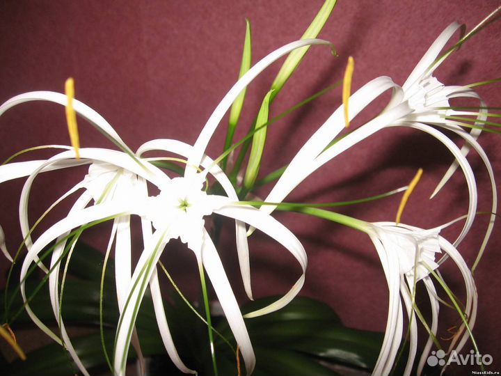 Гименокаллис