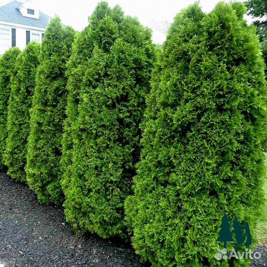 Туя брабант 5,8м и др