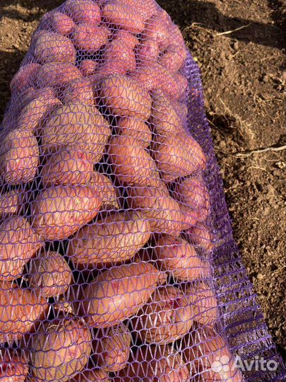 Картофель розара, оптом и в розницу