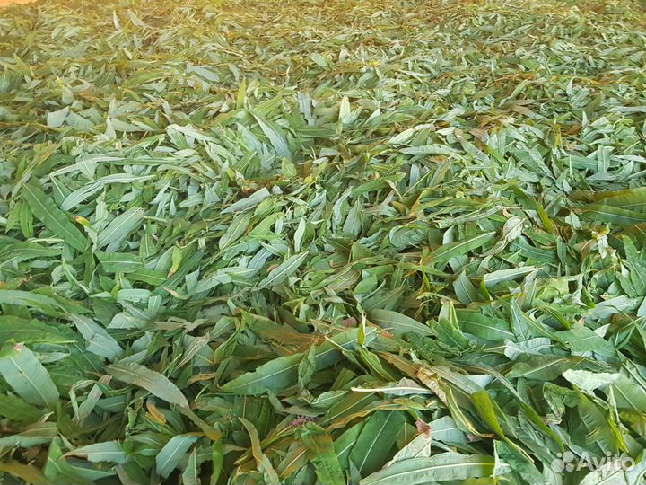 Иван-чай листовой и гранулированный свежий сбор, в