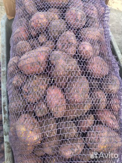 Продам картофель