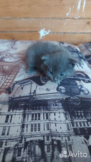 Британские котята