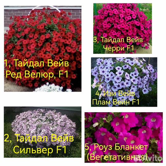 Укорененные черенки ампельных петуний