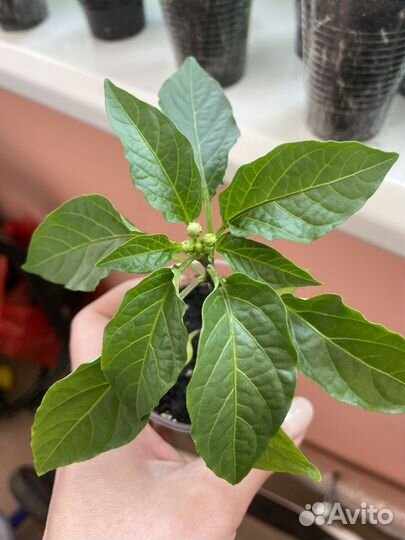 Рассада острого перца