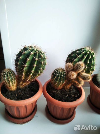 Кактусы разные