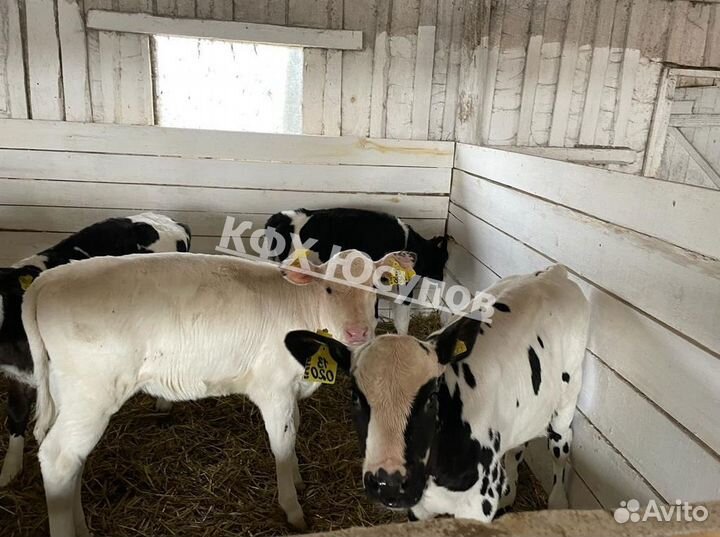 Телята бычки