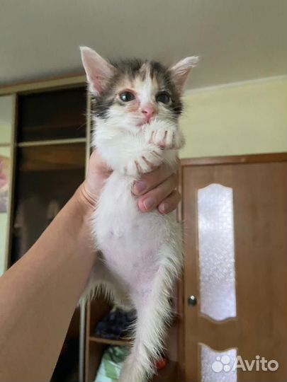 Кошка в дар бесплатно