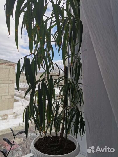 Фикус Биннендийка (Али)