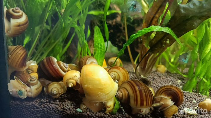 Улитки ампулярии