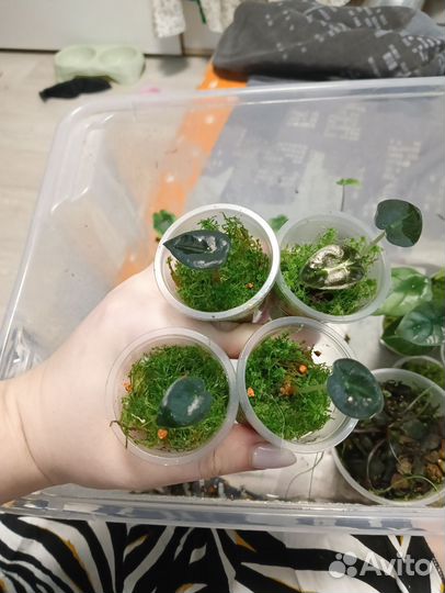 Алоказия Беби бамбино или Балун харт