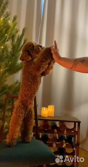 Кинолог Зоопсихолог с выездом Онлайн Дрессировка